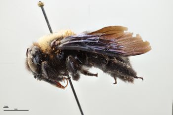 Media type: image;   Entomology 810641 Aspect: habitus lateral view